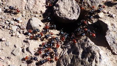 Pogonomyrmex rugosus