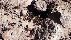 Pogonomyrmex rugosus
