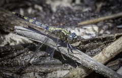 Orthetrum boumiera