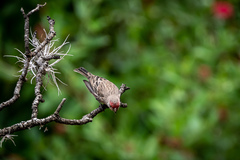 Haemorhous mexicanus