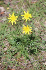 Microseris walteri