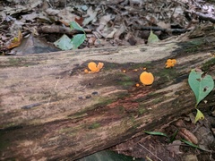 Cantharellus minor