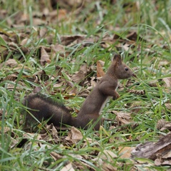 Sciurus vulgaris orientis