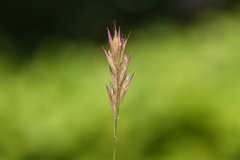 Danthonia intermedia