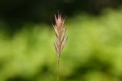Danthonia intermedia
