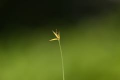 Carex pauciflora