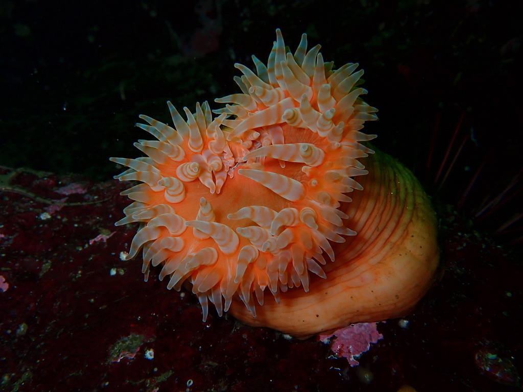 Apple Anemone (Stomphia didemon) · iNaturalist