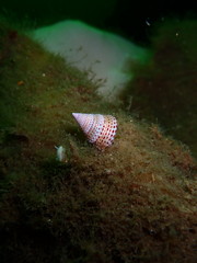 Calliostoma
