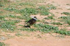 Acridotheres tristis