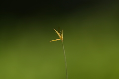 Carex pauciflora