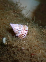 Calliostoma