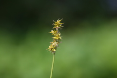 Carex interior