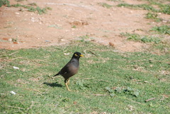 Acridotheres tristis