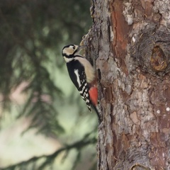 Dendrocopos major japonicus