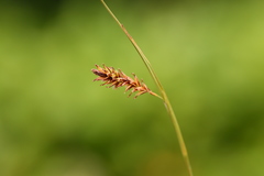 Carex luzulina