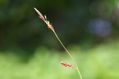 Carex luzulina