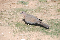 Streptopelia senegalensis