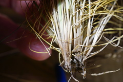 Festuca saximontana purpusiana