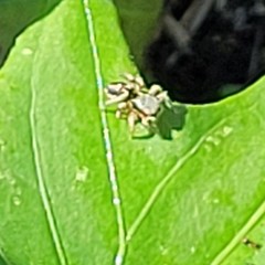 Habronattus