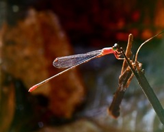 Teinobasis ruficollis
