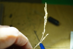 Festuca saximontana purpusiana