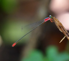Teinobasis ruficollis
