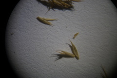Festuca saximontana purpusiana