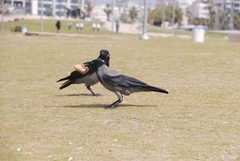 Corvus cornix