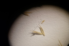 Festuca saximontana purpusiana