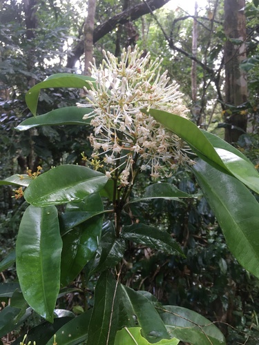 Ixora hookeri observed 2020-10-29