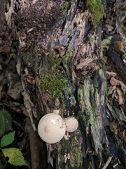 Lycoperdon pulcherrimum