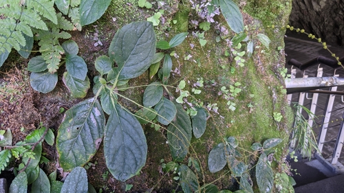 Titanotrichum oldhamii, photograph 6