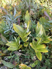 Synchysa tricincta