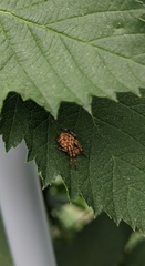 Salsa brisbanae