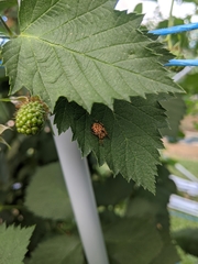 Salsa brisbanae