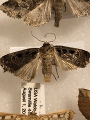 Pseudohermonassa tenuicula