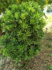 Podocarpus macrophyllus maki