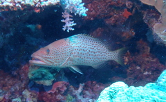 Anyperodon leucogrammicus