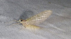 Maccaffertium terminatum