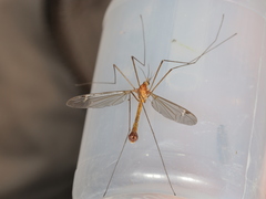 Tipula lunata