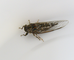 Myopsalta mackinlayi