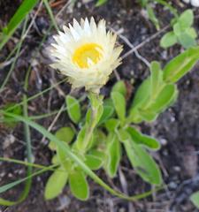Helichrysum monticola