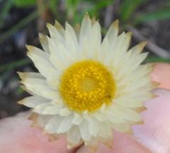 Helichrysum monticola