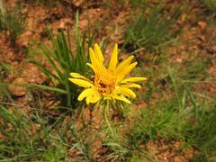 Berkheya subulata