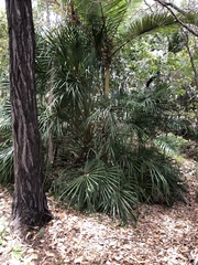 Livistona decora
