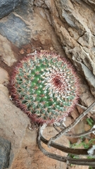 Mammillaria rhodantha