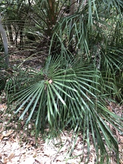 Livistona decora