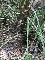 Livistona decora