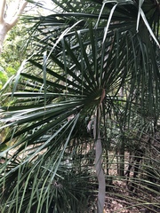 Livistona decora