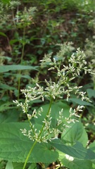 Iresine celosia